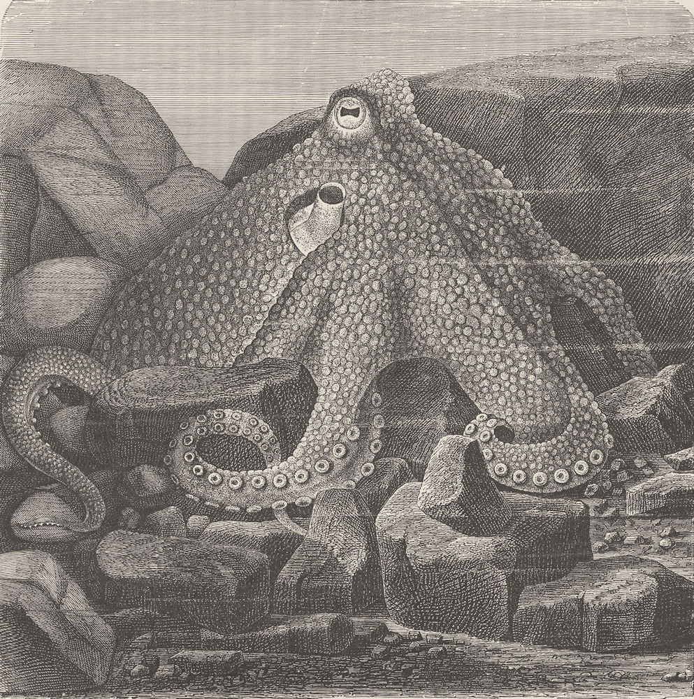 MOLLUSCS. Common octopus 1896 old antique vintage print picture